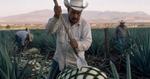 El Día del Tequila: un símbolo de identidad nacional y economía
